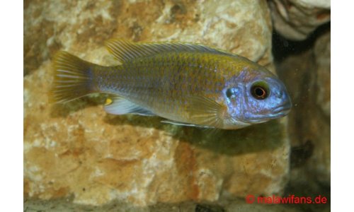 Pseudotropheus patricki  Mbenji Island